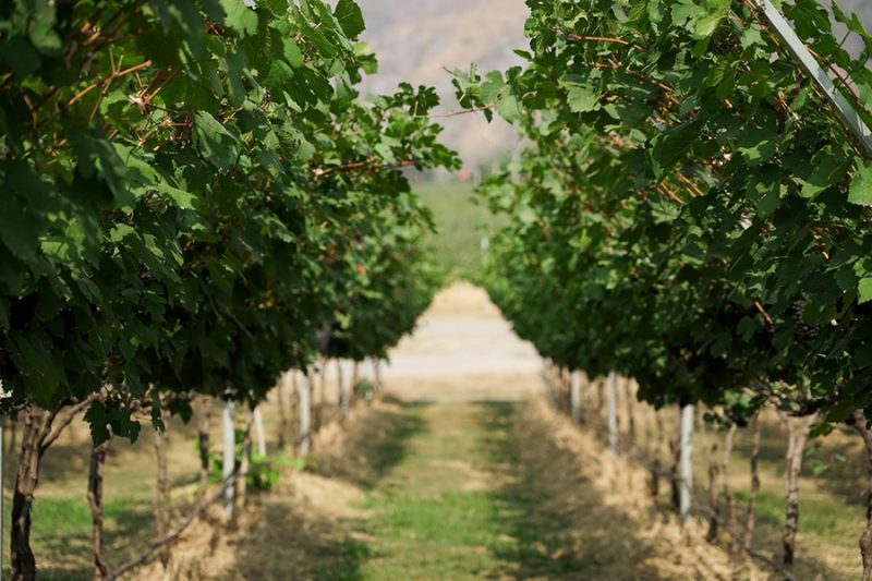 GranMonte Vineyard and Winery