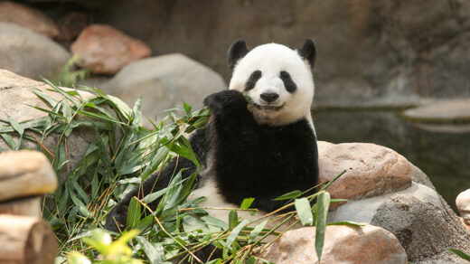 Ocean Park Hong Kong