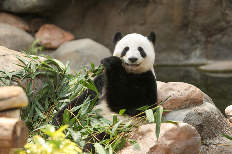 Ocean Park Hong Kong