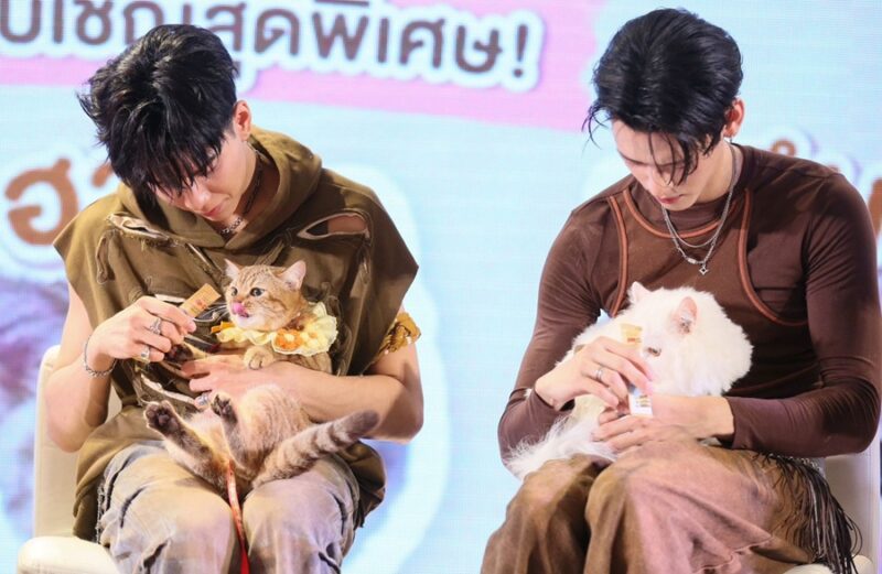 Me-O Gold × PERSES PERMEOW MOMENT